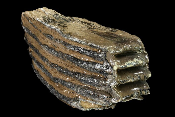 Partial Southern Mammoth Molar - Hungary #149873